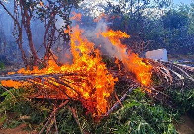 Polícia Militar erradica plantação com 5 mil pés de maconha em Mirangaba