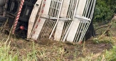 Caminhão carregado de porcos tomba às margens da BA-131, em Caém; animais morreram e duas pessoas ficaram feridas