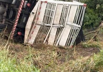 Caminhão carregado de porcos tomba às margens da BA-131, em Caém; animais morreram e duas pessoas ficaram feridas