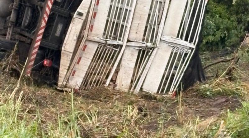 Caminhão carregado de porcos tomba às margens da BA-131, em Caém; animais morreram e duas pessoas ficaram feridas