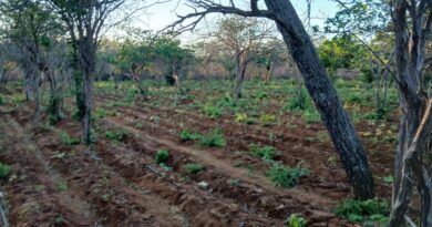 PMBA erradica plantio de Cannabis Sativa e apreende grande quantidade de droga no interior de Campo Formoso