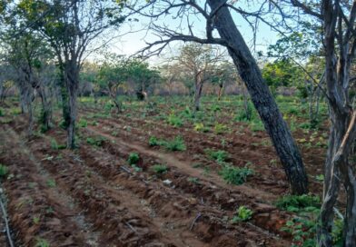PMBA erradica plantio de Cannabis Sativa e apreende grande quantidade de droga no interior de Campo Formoso
