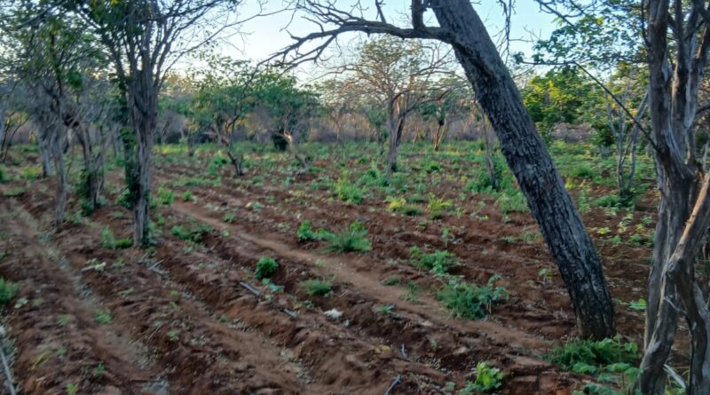 PMBA erradica plantio de Cannabis Sativa e apreende grande quantidade de droga no interior de Campo Formoso
